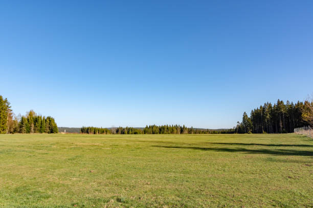 istock coniferous forest with green field 1145043258