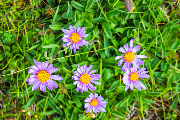Colourful Alpine aster flowers