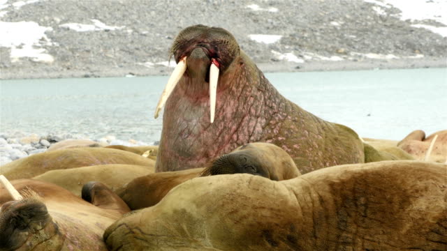 4k: Shot of Walrus Colony Located on Svalbard Islands