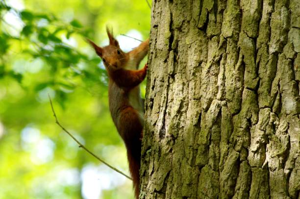 istock Little squirrel in a city park 1145045386