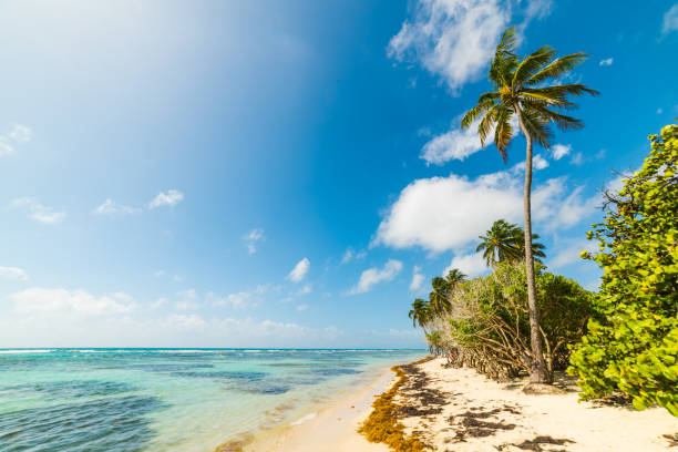 istock La Caravelle beach in Guadeloupe on a sunny day 1145045658