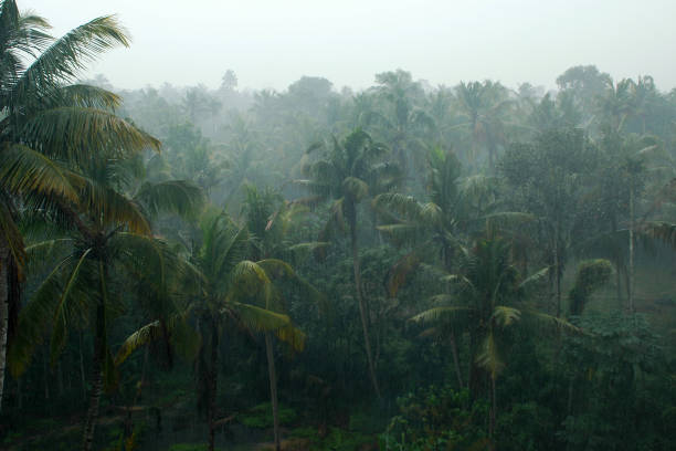istock Coconut palms in the rain, Kerala, India 1145046378