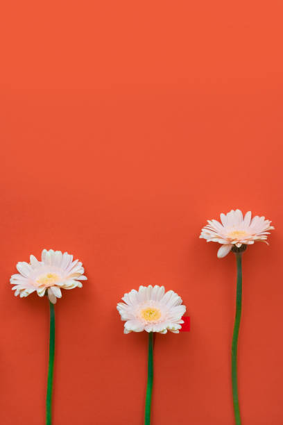 istock Beautiful Spring  Flower Gerber on colored background. Stylish flat lay. 1145046949
