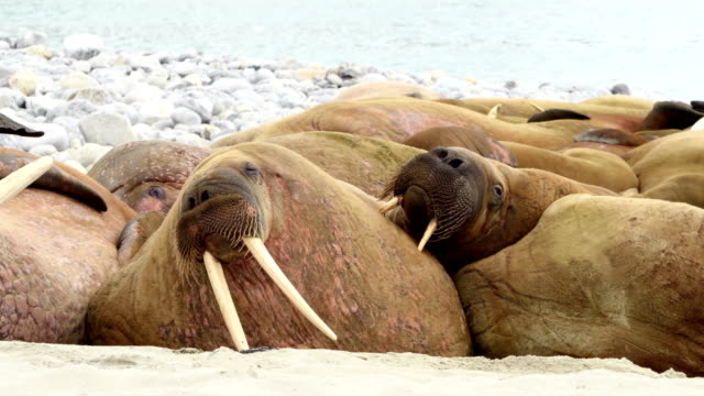 4k: Shot of Walrus Colony Located on Svalbard Islands