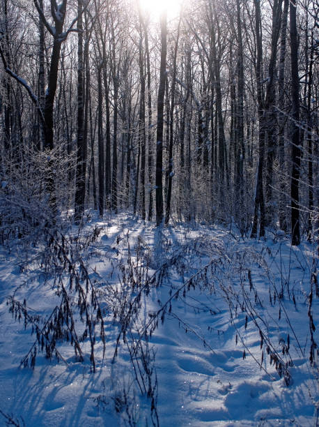 istock winter Park on a clear day 1145048428