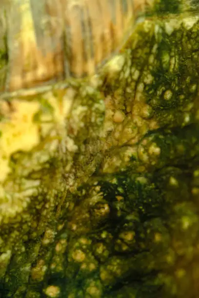 Photo of Skin of alligator snapping turtle