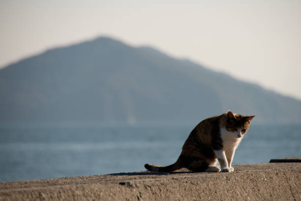 wild cat freely walk around the whole island