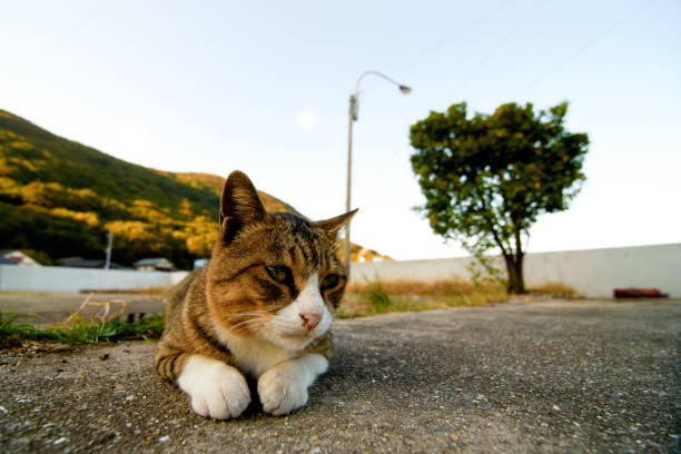 istock Cat island, japan aoshima 1145049649