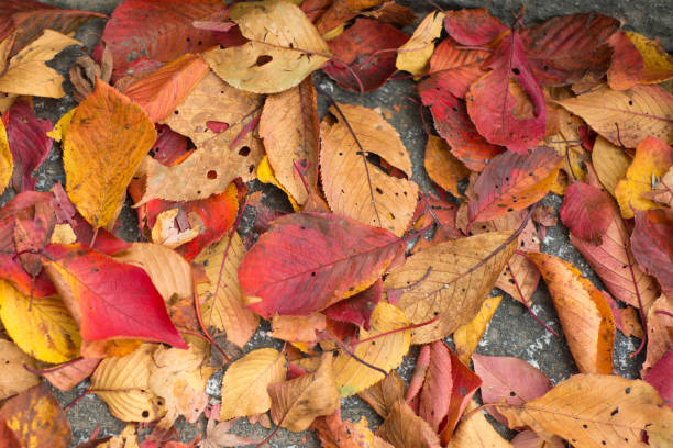 istock autumn leaves fall on ground 1145049707