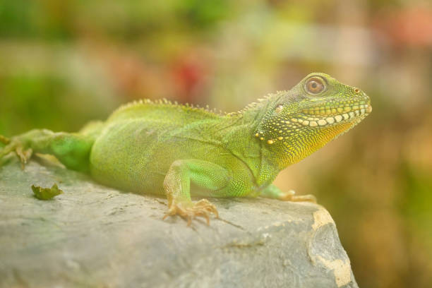 istock Chinese water dragon 1145049797