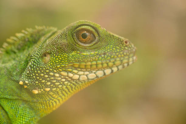 istock Chinese water dragon 1145050284