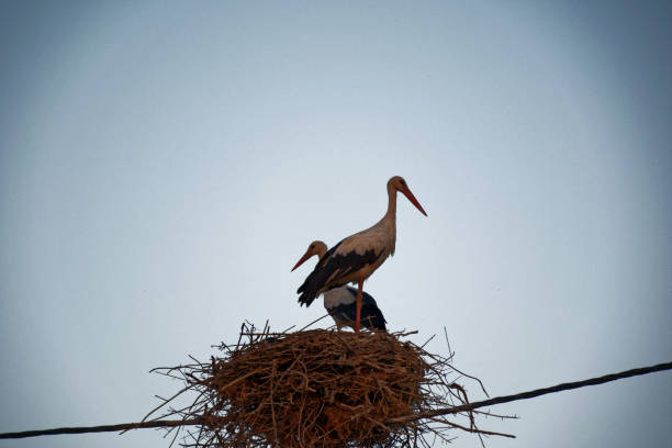 istock Couple of storks in the nest 1145051580