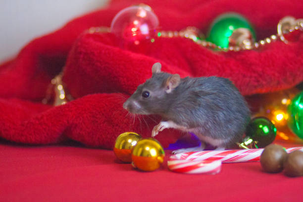 istock New Year's rat. Christmas decorations and New Year 1145051712