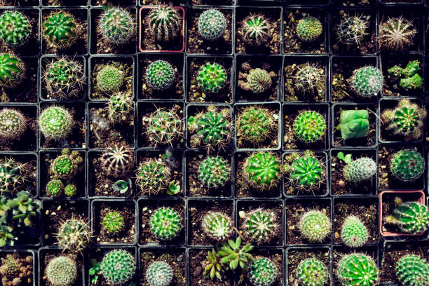 macetas de cactus baby - cactus thorns fotografías e imágenes de stock