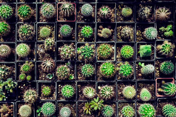 potenciômetros do cacto do bebê - agave cactus natural pattern pattern - fotografias e filmes do acervo