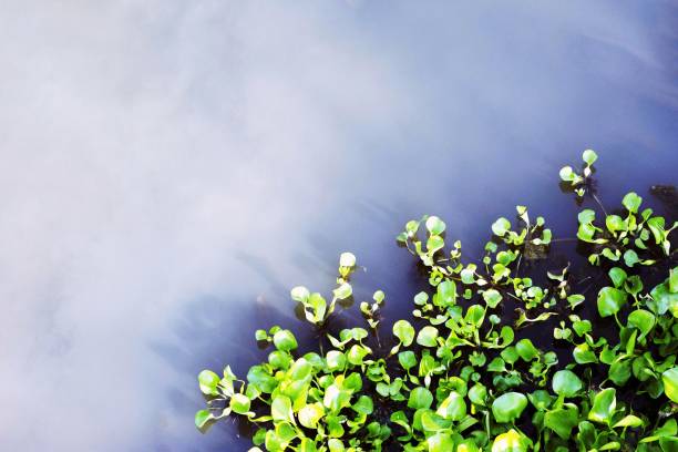 Green water plants - template.