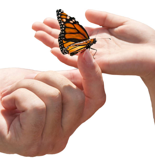 istock Please pass me the Monarch Butterfly on your Fingertip! 1145053329