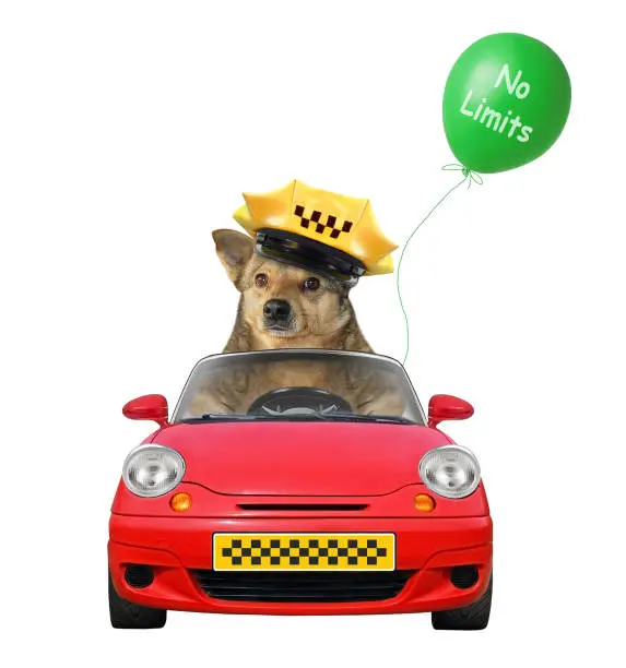 Photo of Dog taxi driver in a car 2