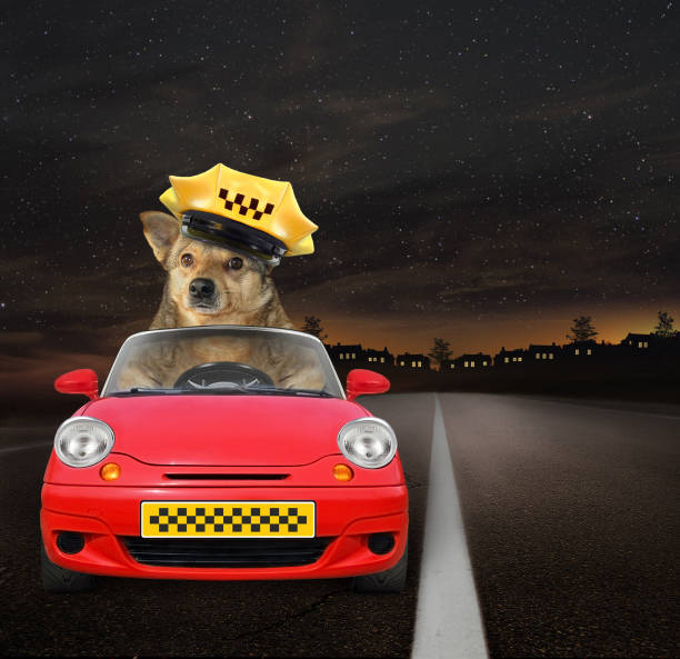 istock Dog taxi driver at work 2 1145054733