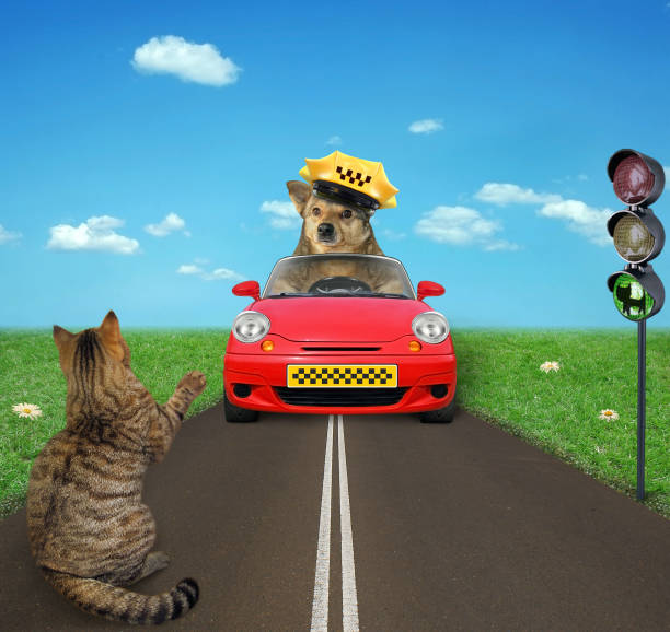 istock Dog taxi driver and a cat 1145054741