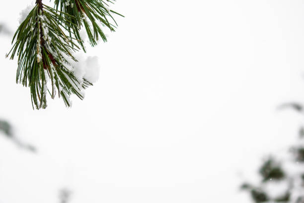 istock Branch of pine under snow. Winter forest 1145055521
