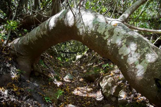 Specially Grown Curved Tree in the Forest from Tablemountain National Park, Cape Town, South Africa.