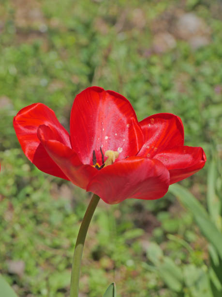 istock tulip in the garden, macro 1145056040