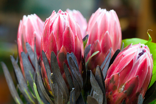 Protea flower