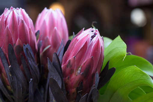 Protea flower