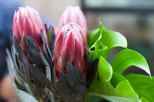 Protea flower