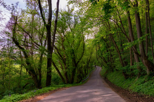 istock Country Road with shading trees in Tennessee 1145057565