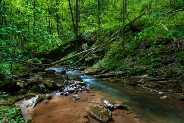 istock Creek flowing through shady forest 1145058474