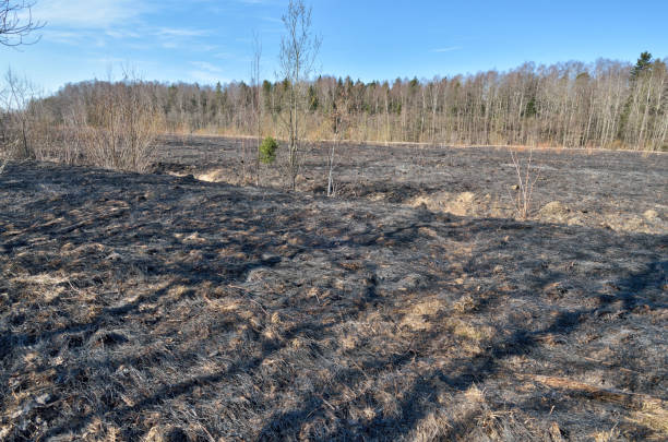 istock Burnt grass on the field. 1145060153