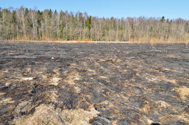 istock Burnt grass on the field. 1145060170