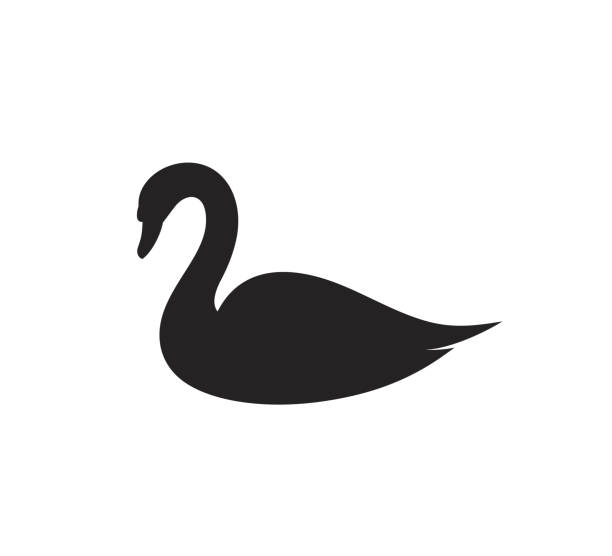 sylwetka łabędzia. izolowany łabędź na białym tle - black swan stock illustrations