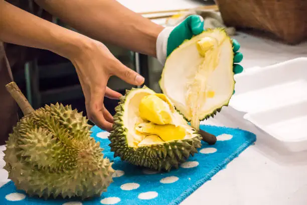 Male peeling fresh Durian fruit ready to eat