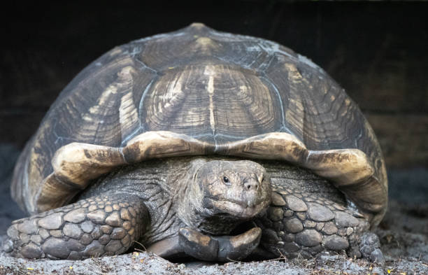istock African Spurred Tortoise Close Up 1145062358