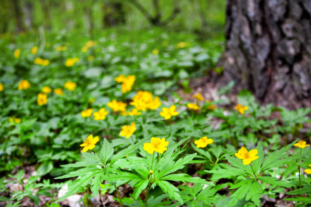 анемон ranunculoides (желтый анемон, желтый древесный анемон или лютик анемон), растущие в весеннем лесу - yellow wood anemone стоковые фото и изображения