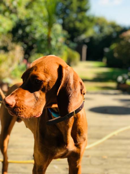 istock Hungarian Vizsla In Sunlight 1145064069