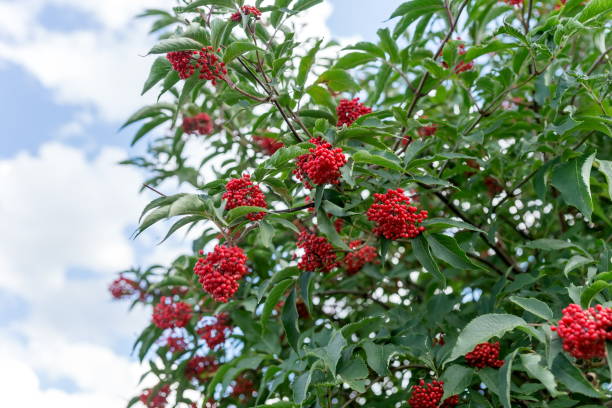 Elderberry red tree (Sambucus racemosa) with ripe red berries against the sky. Elderberry red tree (Sambucus racemosa) with ripe red berries against the sky. sambucus racemosa stock pictures, royalty-free photos & images