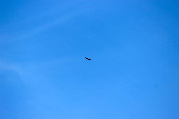 istock a bird in the sky 1145065214