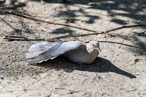Collared Dove Lying on the Ground