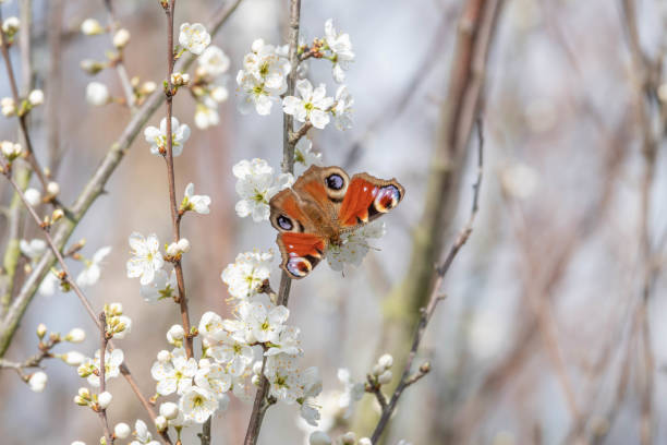 istock A Peacock Butterfly on a Blossom Tree 1145066400