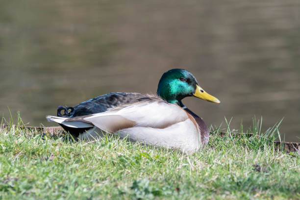istock Male Mallard Duck Lying on Grass Near a River 1145066422