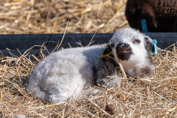 istock New Born Lamb Grazing on Grass 1145066545