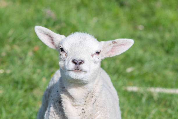 istock New Born Lamb Grazing on Grass 1145066650