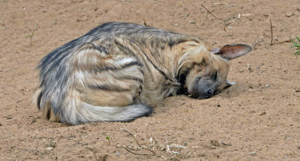 Sweet Dreams. Striped hyena (Hyaena hyaena) sleeping