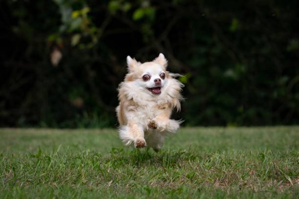 istock Long haired chihuahua playing 1145066944