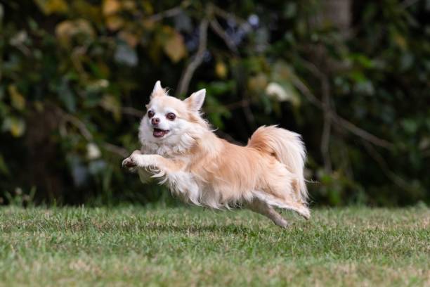 Long haired chihuahua playing