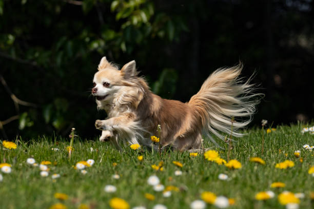 istock Long haired chihuahua playing 1145067047